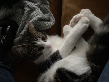 Kat Europese korthaar of huiskat