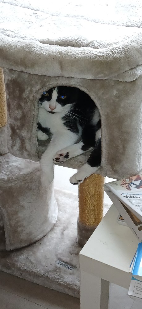 Kat Europese korthaar of huiskat