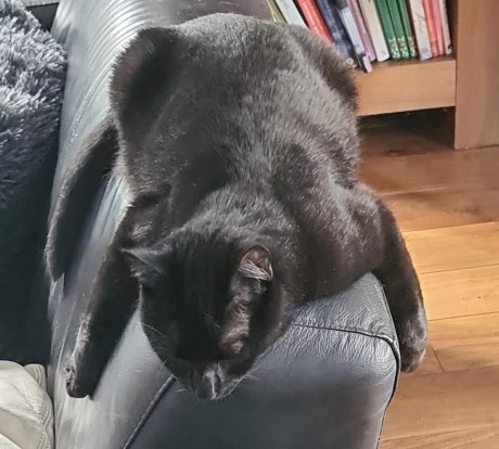 Kat Europese korthaar of huiskat