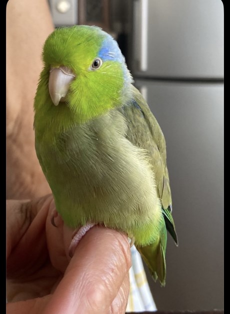 Vogel (Dwerg-)papegaai