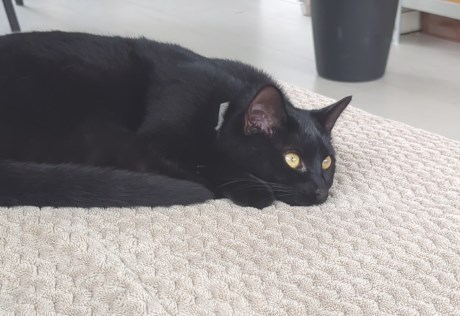 Kat Europese korthaar of huiskat