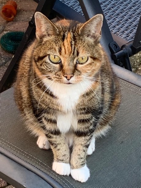 Kat Europese korthaar of huiskat