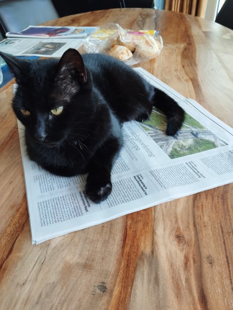 Kat Europese korthaar of huiskat