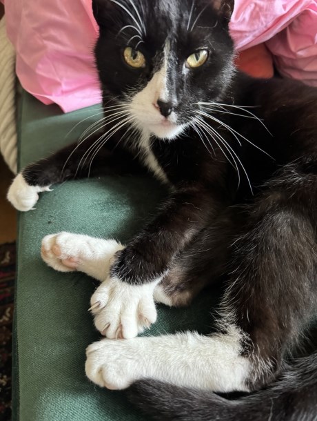 Kat Europese korthaar of huiskat