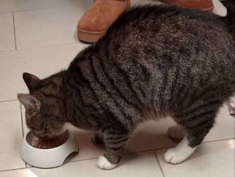 Kat Europese korthaar of huiskat