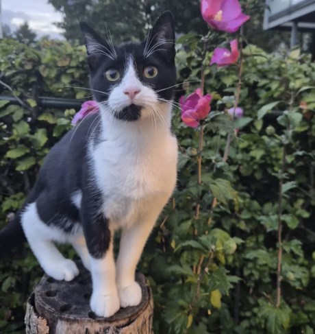 Kat Europese korthaar of huiskat