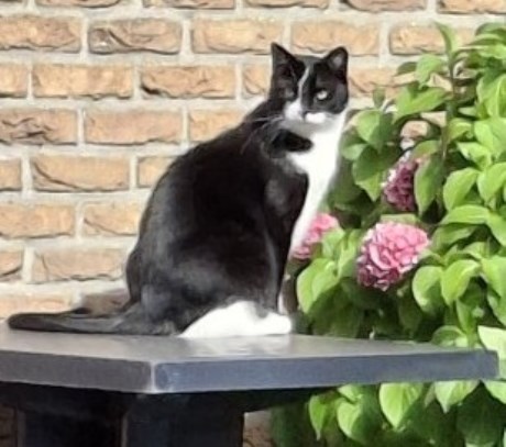 Kat Europese korthaar of huiskat