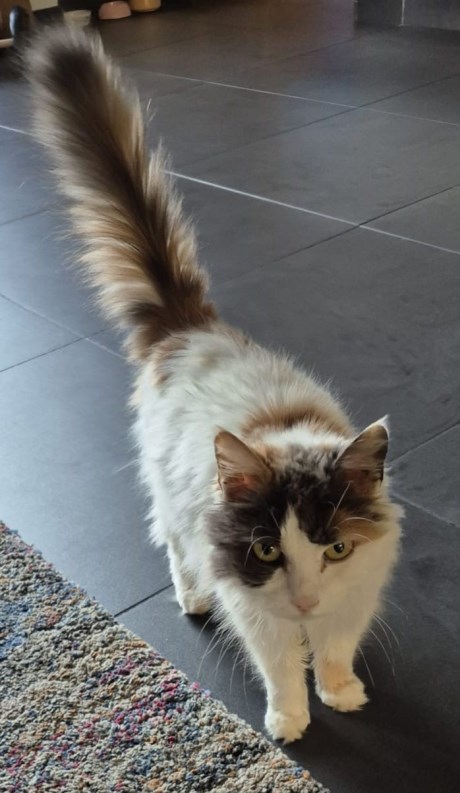 Kat Europese korthaar of huiskat