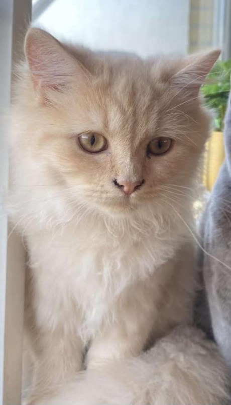 Kat Brits langhaar X