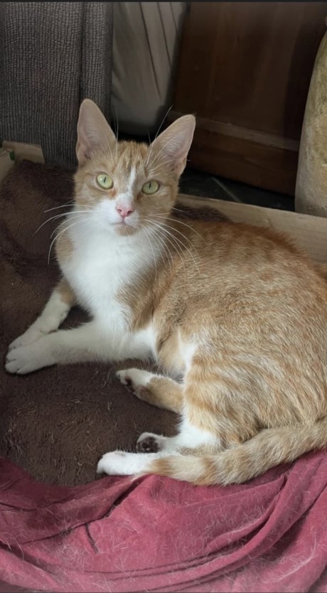 Kat Europese korthaar of huiskat