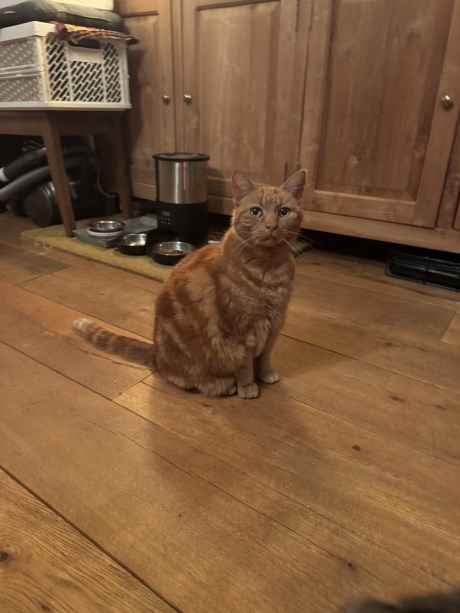 Kat Europese korthaar of huiskat