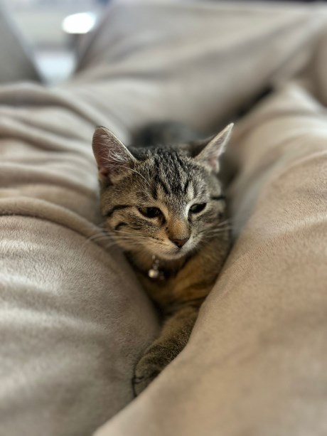 Kat Europese korthaar of huiskat