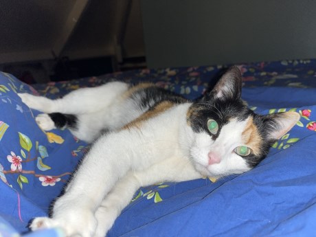 Kat Europese korthaar of huiskat