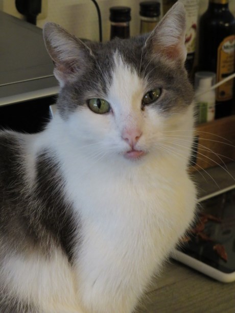 Kat Europese korthaar of huiskat