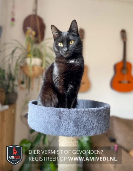 Kat Europese korthaar of huiskat