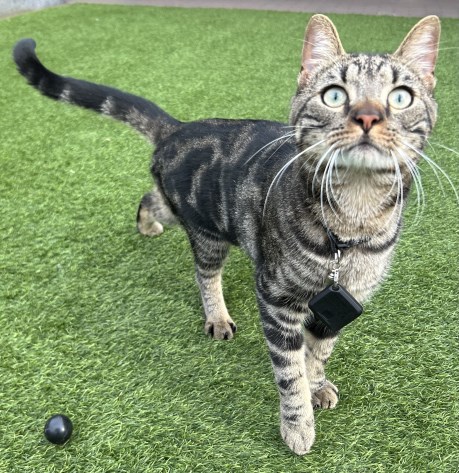 Kat Europese korthaar of huiskat