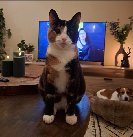 Kat Europese korthaar of huiskat