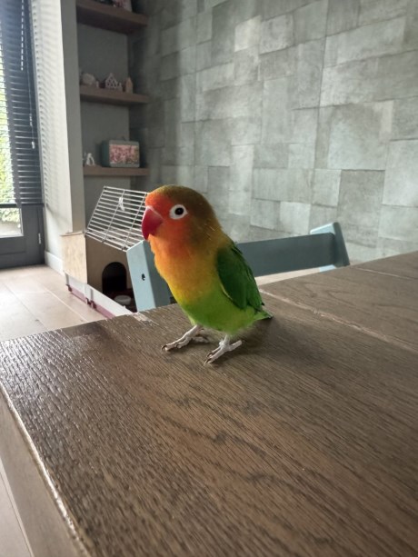 Vogel (Dwerg-)papegaai