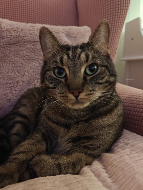 Kat Europese korthaar of huiskat