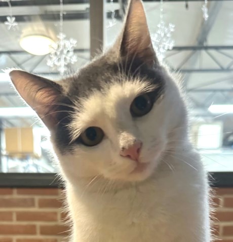 Kat Europese korthaar of huiskat