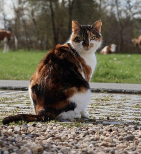 Kat Europese korthaar of huiskat