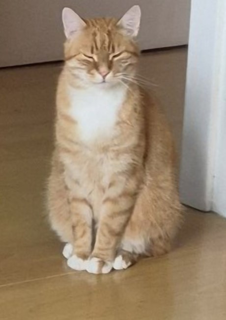 Kat Europese korthaar of huiskat