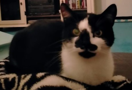 Kat Europese korthaar of huiskat