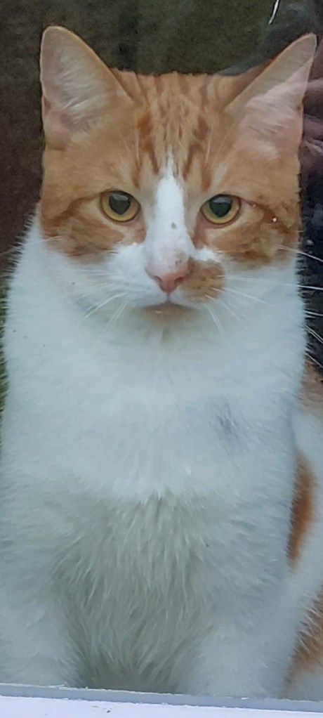 Kat Europese korthaar of huiskat