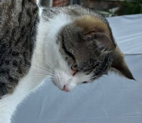 Kat Europese korthaar of huiskat