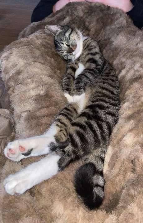 Kat Europese korthaar of huiskat