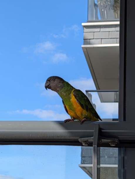 Vogel (Dwerg-)papegaai