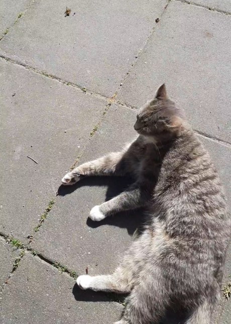 Kat Europese korthaar of huiskat