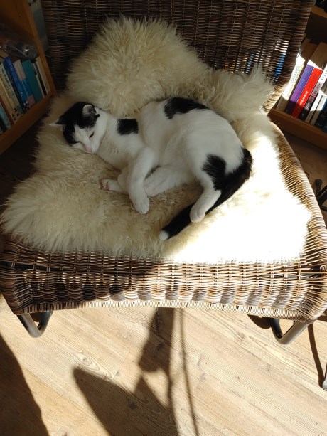 Kat Europese korthaar of huiskat