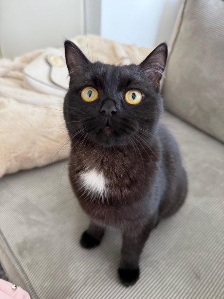 Kat Europese korthaar of huiskat