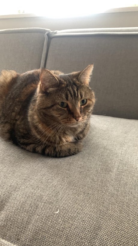 Kat Europese korthaar of huiskat