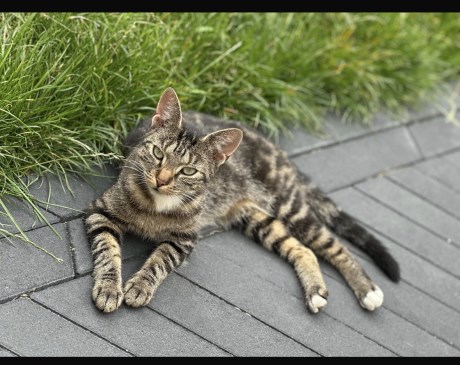 Kat Europese korthaar of huiskat