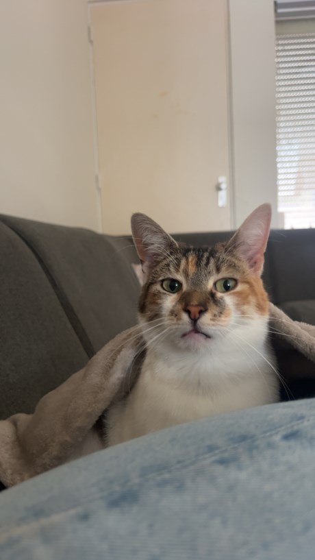 Kat Europese korthaar of huiskat