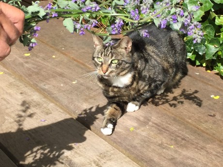 Kat Europese korthaar of huiskat