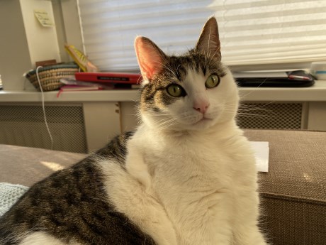 Kat Europese korthaar of huiskat