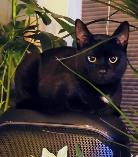 Kat Europese korthaar of huiskat