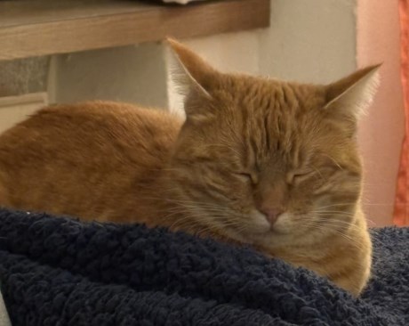 Kat Europese korthaar of huiskat