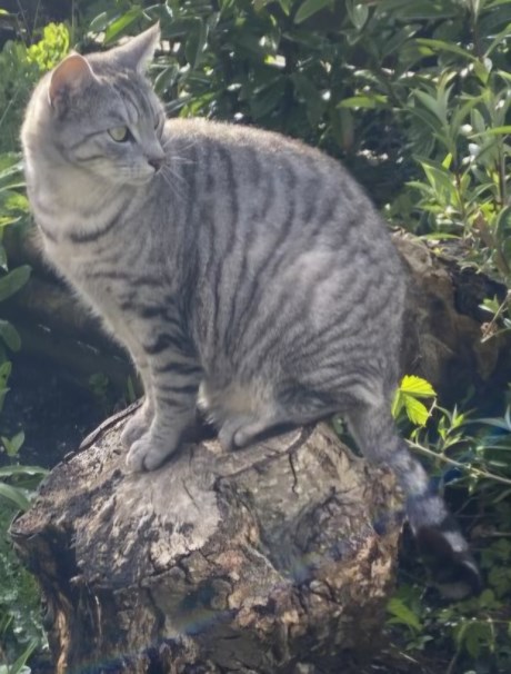 Kat Europese korthaar of huiskat