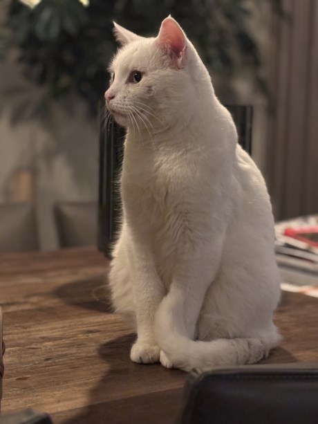 Kat Europese korthaar of huiskat