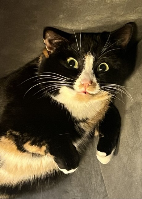 Kat Europese korthaar of huiskat