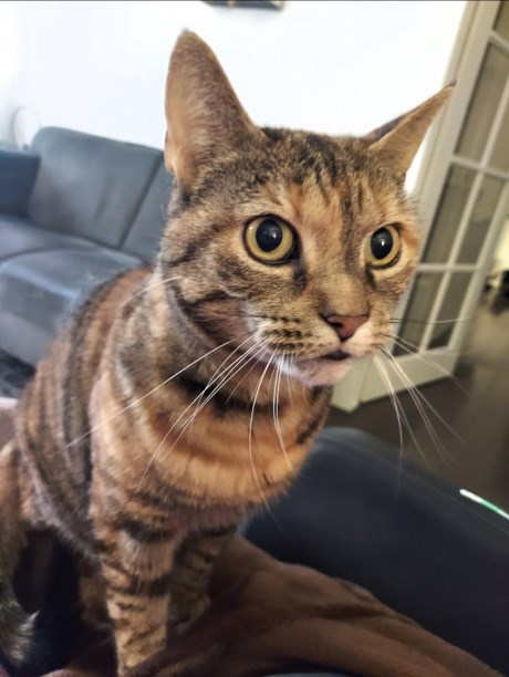 Kat Europese korthaar of huiskat