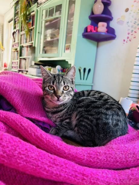 Kat Europese korthaar of huiskat