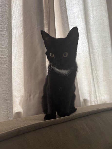 Kat Europese korthaar of huiskat