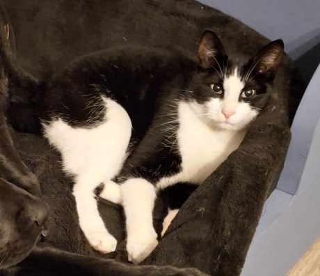 Kat Europese korthaar of huiskat