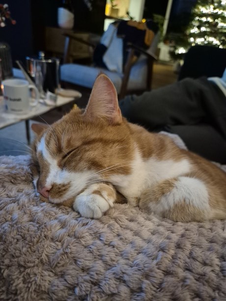 Kat Europese korthaar of huiskat