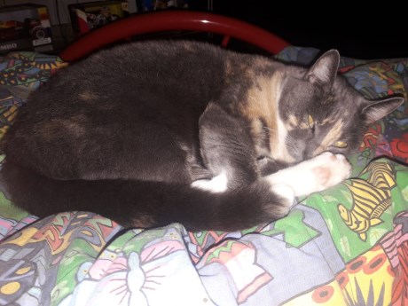 Kat Europese korthaar of huiskat